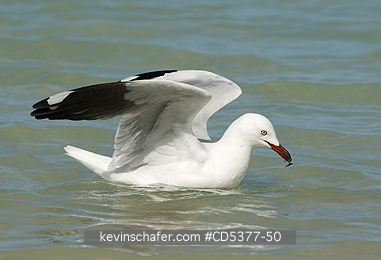 BIRD, SILVER GULL: Silver Gull (Chroicocephalus novaehollandiae) Rottnest island, Western Australia