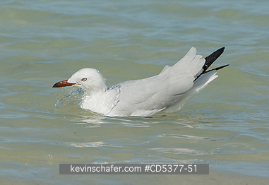 BIRD, SILVER GULL: Silver Gull (Chroicocephalus novaehollandiae) Rottnest island, Western Australia