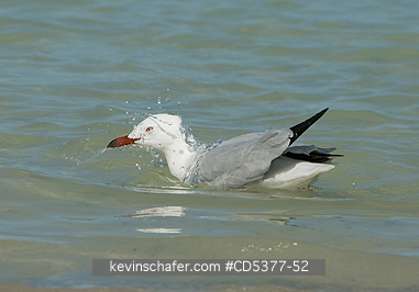 BIRD, SILVER GULL: Silver Gull (Chroicocephalus novaehollandiae) Rottnest island, Western Australia