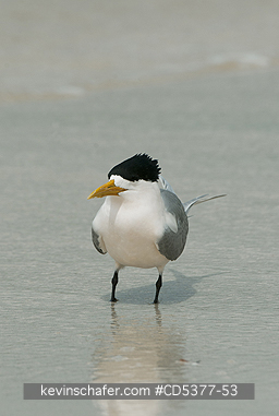 BIRD, TERN: Greater Crested Tern (Thalasseus bergii), Rottnest island, Perth area, Western Australia