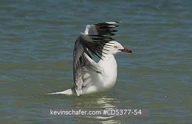 BIRD, GULL : Silver Gull (Chroicocephalus novaehollandiae) Rottnest island, Western Australia