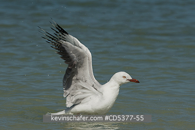 BIRD, GULL: Silver Gull (Chroicocephalus novaehollandiae) Rottnest island, Western Australia