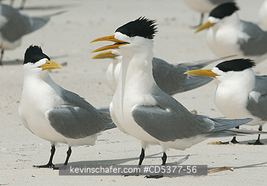 BIRD, TERNS: Greater Crested Tern (Thalasseus bergii), Rottnest island, Perth area, Western Australia