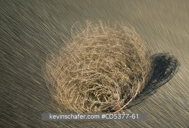 TUMBLEWEED: Tumbleweed (Prickly Russian Thistle) (Salsola tragus) Blowing down highway, Idaho