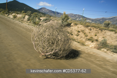 TUMBLEWEED: Tumbleweed (Prickly Russian Thistle) (Salsola tragus) Blowing down highway, Idaho