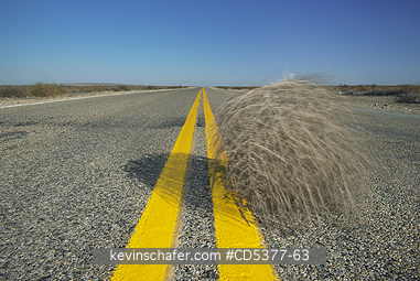 TUMBLEWEED: Tumbleweed (Prickly Russian Thistle) (Salsola tragus) Blowing down highway, Idaho