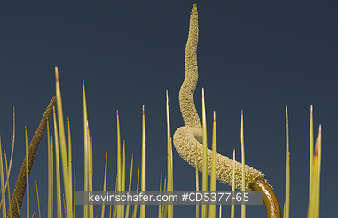 PLANT, GRASS TREE: Balga or Grass Tree (Xanthorrhoea preisii) Flower Spike, Fitzgerald River National park, Western Australia