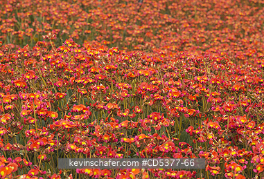FLOWERS, AUSTRALIA: Coral Vine Pea (Kennedia coccinea) Fitzgerald River National Park, Western Australia