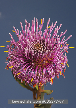 FLOWER, AUSTRALIA: Rose Coneflower (Isopogon formosus) Fitzgerald River National Park, Western Australia