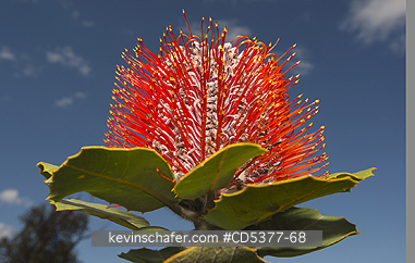 FLOWER, BANKSIA: Scarlet Banksia (B. coccinea) Fitzgerald River National Park, Western Australia