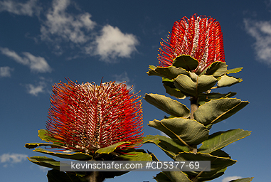 FLOWERS, BANKSIA: Scarlet Banksia (B. coccinea) Fitzgerald River National Park, Western Australia