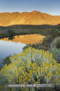 OREGON, SCENC: Sunset and Rabbitbrush flowers, Lower Owyhee River, Eastern Oregon, OCTOBER
