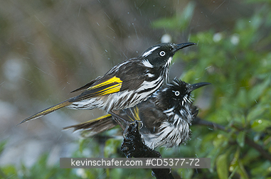 BIRD, HONEYEATER: New Holland Honeyeater (Phylidonyris novaehollandiae) Shaking off bath water, Cape La Grand National Park, Esperance, Western Australia
