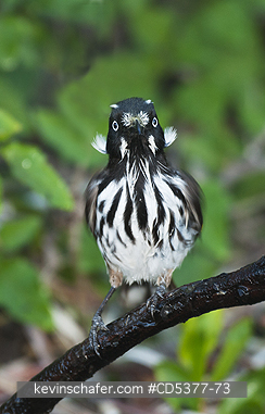 BIRD, HONEYEATER: New Holland Honeyeater (Phylidonyris novaehollandiae)  Cape La Grand National Park, Esperance, Western Australia