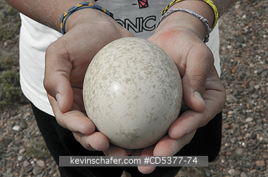 BIRD, RHEA: Darwin\\\'s Rhea (Rhea pennata) Egg collected from nest, Puerto Deseado, Santa Cruz Province, Argentina