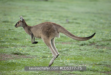 KANGAROO: Western Grey Kangaroo (Macropus fuliginosus) Dryandra Reserve, near Narrogin, Western Australia