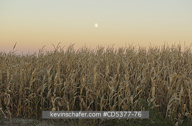 MOON, CORN: Moonrise over autumn corn field, Southern Idaho, October