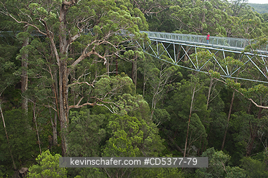 AUSTRALIA, SCENIC: Treetop Walk, Canopy walkway, Valley of the Giants, Walpole-Nornalup National Park, Western Australia