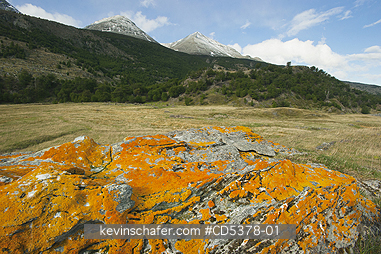CHILE, TIERRA DEL FUEGO: Lichen on Rocks, Yendagaia Reserve, Tierra del Fuego, Chile