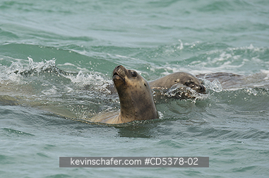 SEA LION : South American Sea Lions (Otaria flavescens) Swimming, Puerto Deseado, Santa Cruz Province, Argentina