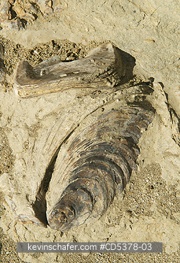 FOSSILS: Fossil Oyster shells, Monte Leon Formation, Miocene age, Ria de Puerto Deseado, Santa Cruz Province, Argentina -  Charles Darwin studied these or similar fossils in the area.