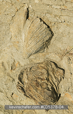 FOSSILS: Fossil Oyster shells, Monte Leon Formation, Miocene age, Ria de Puerto Deseado, Santa Cruz Province, Argentina
