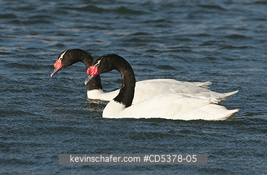 SWANS: Black-necked Swans (Cygnus melancoryphus), WILD, Puerto Natales, Chilean Patagonia
