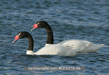 SWANS: Black-necked Swans (Cygnus melancoryphus), WILD, Puerto Natales, Chilean Patagonia