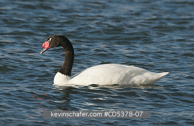 SWAN: Black-necked Swan (Cygnus melancoryphus), WILD, Puerto Natales, Chilean Patagonia