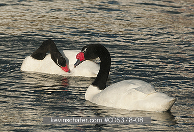 SWANS: Black-necked Swans (Cygnus melancoryphus), WILD, Puerto Natales, Chilean Patagonia
