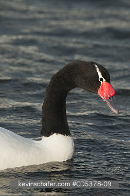 SWAN: Black-necked Swan (Cygnus melancoryphus), WILD, Puerto Natales, Chilean Patagonia