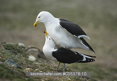 GULLS, KELP: Kelp Gull (Larus dominicanus) Mating Pair,  Magdalena Island, Punta Arenas, Chile