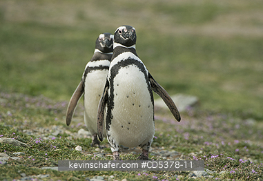 PENGUINS, MAGELLANIC: Magellanic Penguins (Spheniscus magellanicus) Magdalena island, Punta Arenas, Chile
