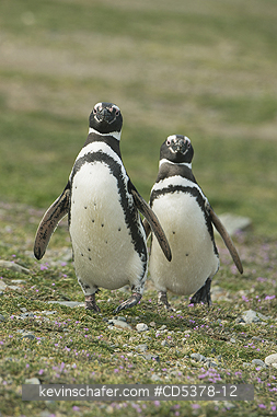 PENGUINS: Magellanic Penguins (Spheniscus magellanicus) Magdalena island, Punta Arenas, Chile