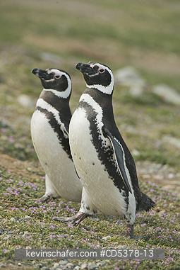 PENGUINS: Magellanic Penguins (Spheniscus magellanicus) Magdalena island, Punta Arenas, Chile