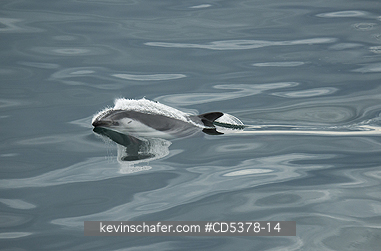 DOLPHIN: Peale\\\'s Dolphin (Lagenorhynchus australis)
Straits of Magellan, Argentina