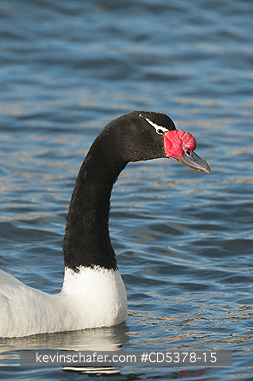 SWAN: Black-necked Swan (Cygnus melancoryphus), WILD, Puerto Natales, Chilean Patagonia