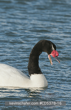 SWAN: Black-necked Swan (Cygnus melancoryphus), WILD, Puerto Natales, Chilean Patagonia