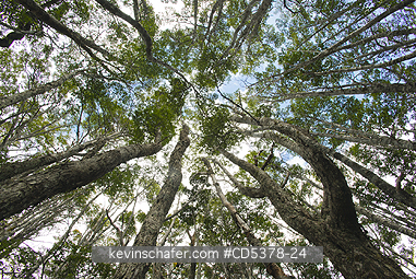 CHILE, FOREST: Southern Beech Forest (Nothofagus sp.) Parry Bay, Tierra del Fuego, Chile