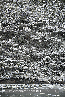 CHILE, SCENIC: Spring snowfall on sheer walls, Garibaldi Fjord, Beagle Channel, Tierra del Fuego  CHILE
