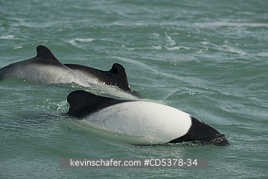 DOLPHINS: Commerson\\\'s Dolphin (Cephalorhynchus commersonii), Puerto Deseado, Santa Cruz Province, Argentina