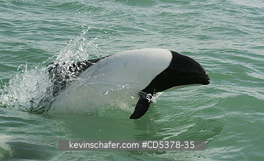 DOLPHIN: Commerson\\\'s Dolphin (Cephalorhynchus commersonii), Puerto Deseado, Santa Cruz Province, Argentina
