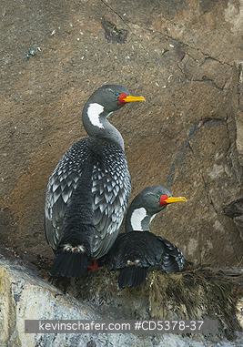 CORMORANTS, BIRDS: Red-legged Cormorant (Phalacrocorax gaimardi) Nesting Pair,  Puerto Deseado, Santa Cruz Province, Argentina