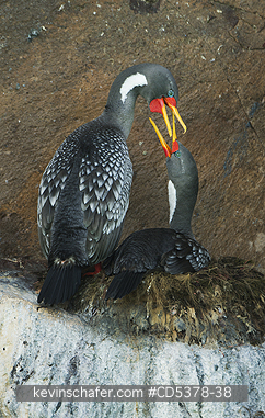 CORMORANTS: Red-legged Cormorant (Phalacrocorax gaimardi) Nesting Pair,  Puerto Deseado, Santa Cruz Province, Argentina