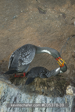 CORMORANTS: Red-legged Cormorant (Phalacrocorax gaimardi) Nesting Pair,  Puerto Deseado, Santa Cruz Province, Argentina