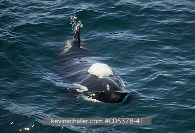 WHALE, KILLER: Orca or Killer Whale  (Orcinus orca) rising to surface, near Peninsula Valdes, Argentina