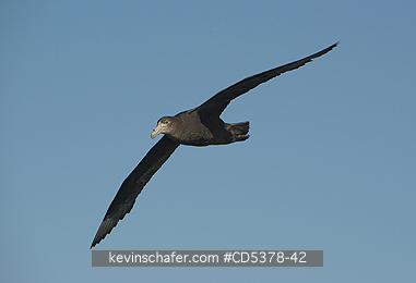GIANT PETREL: Southern Giant Petrel (Macronectes giganteus) Sub-adult In flight, Coastal Argentina, NOVEMBER