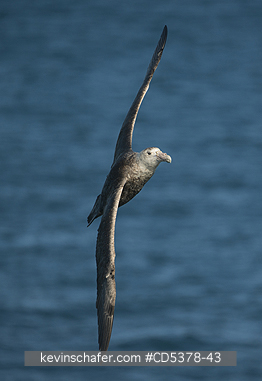 GIANT PETREL: Southern Giant Petrel (Macronectes giganteus)  In flight, Coastal Argentina, NOVEMBER