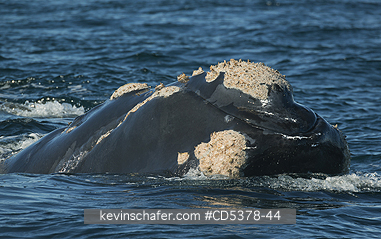 WHALE, RIGHT:  Southern Right Whale (Eubalaena australis) at surface, Peninsula Valdes, Argentina