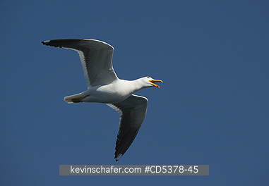 GULL, KELP: Kelp Gull (Larus dominicanus) In flight, vocalizing, Bahia Blanca, Argentina